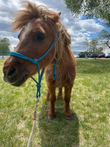 Close-up of a small brown pony with a blue halter standing on grass.