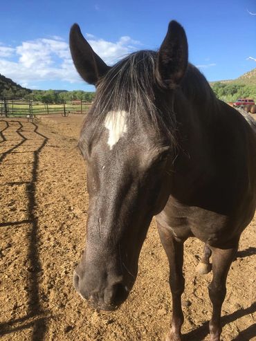 Close-up of a black horse with a white patch on its forehead.