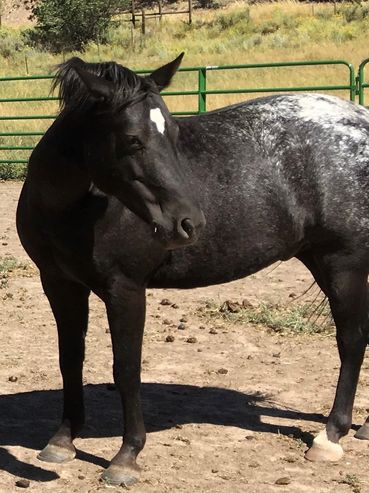 Black horse with white markings standing in a pen.
