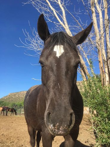 Close-up of a black horse with a white star marking on its forehead.