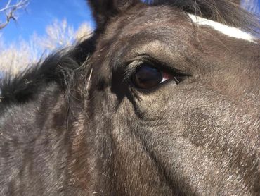 Close-up of a horse's eye and face.