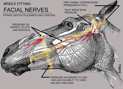 Benefits of a well fitted Bridle 
A quick look at what cranial nerves DO reveal how important their 