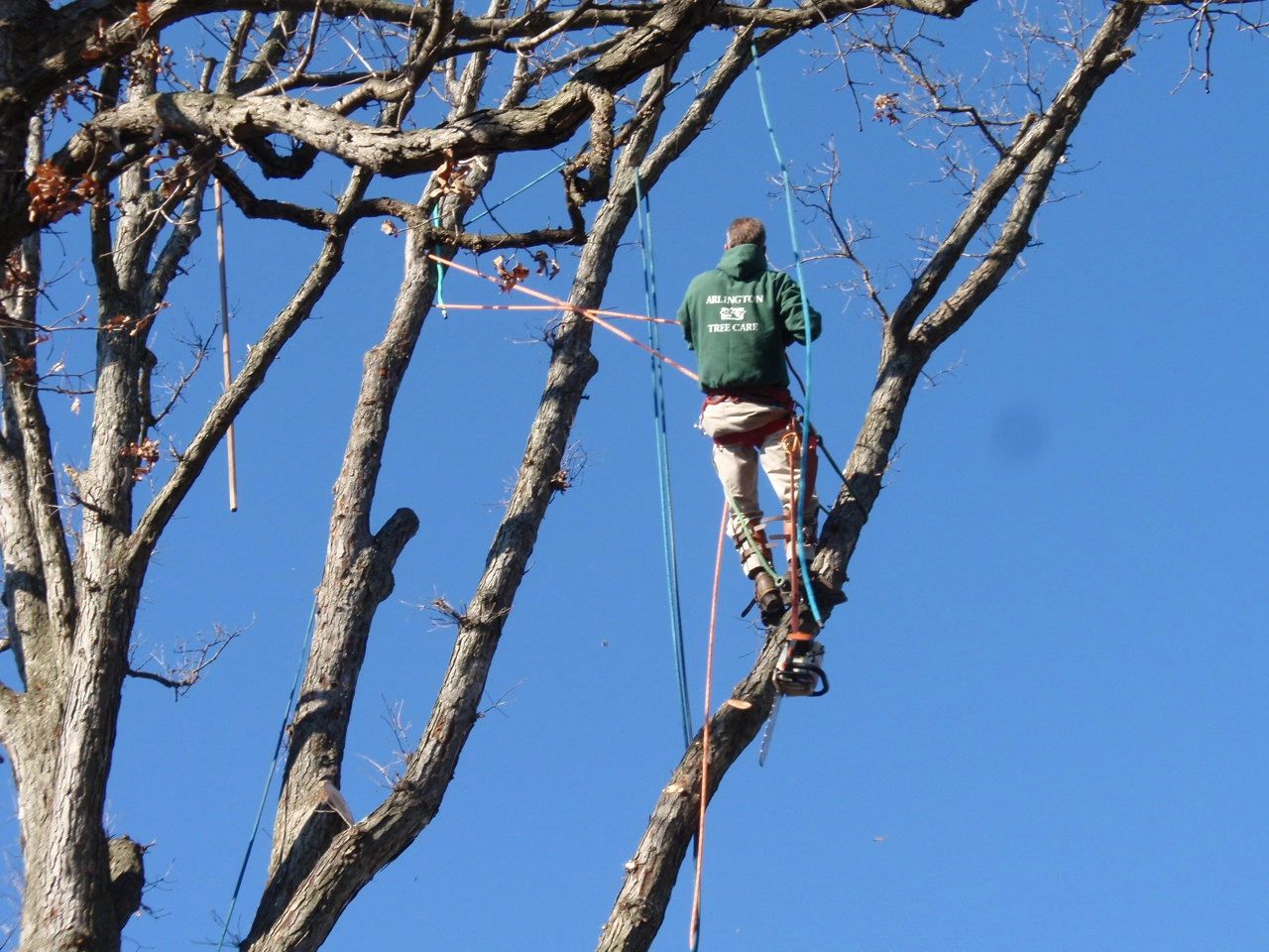 Tree worker in harness pruning branches against clear blue sky.