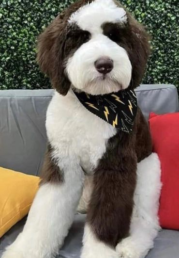 Fluffy black and white dog wearing a lightning-patterned bandana.