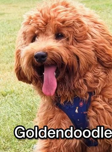 Close-up of a fluffy Goldendoodle dog panting outdoors.