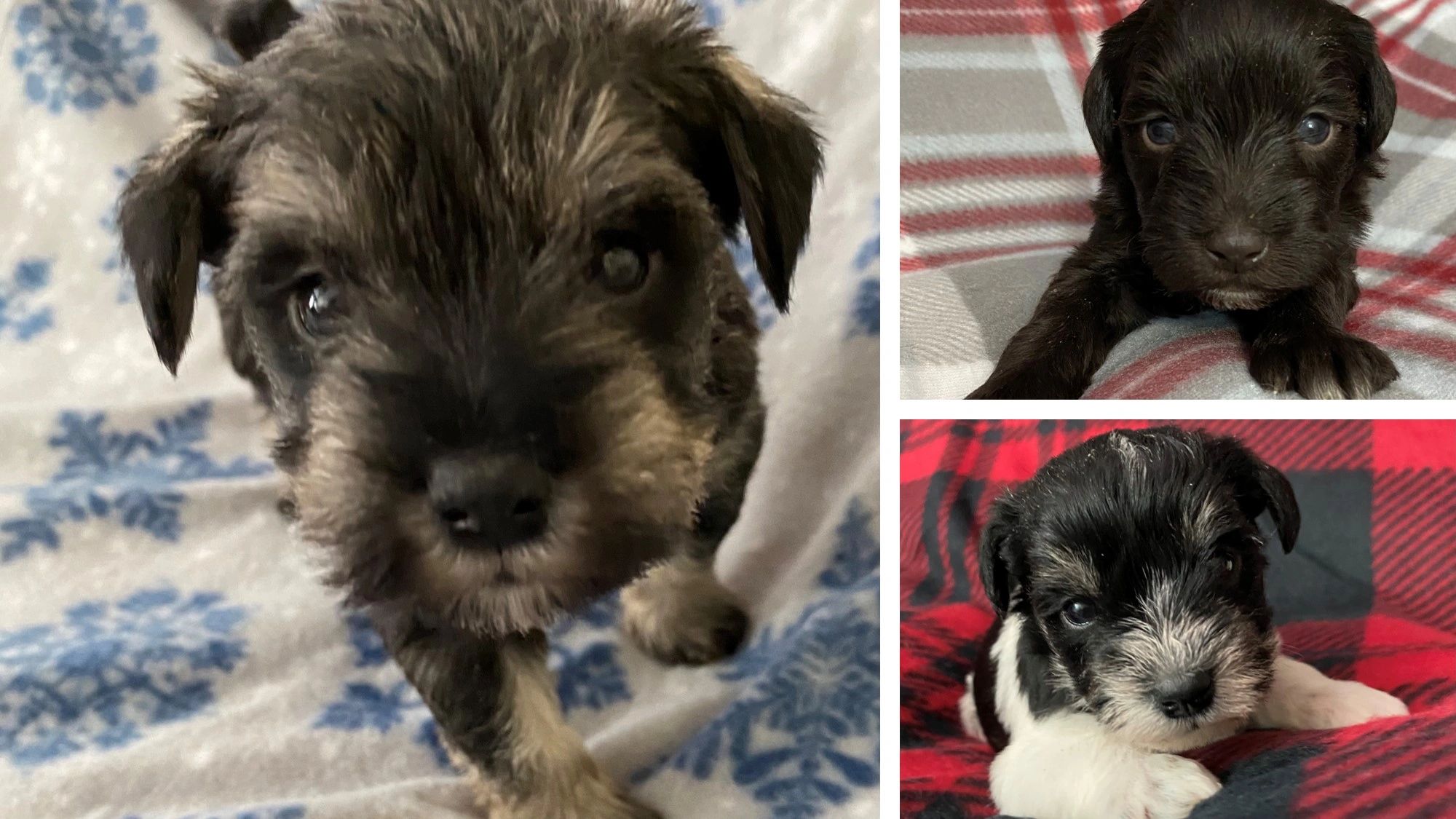 Puppies - Wag's Life Miniature Schnauzers