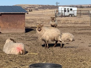 Reese- Icelandic ewe- February 2021