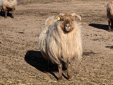 Reese- Icelandic ewe- February 2021