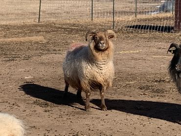Coco- Icelandic ewe- February 2021
