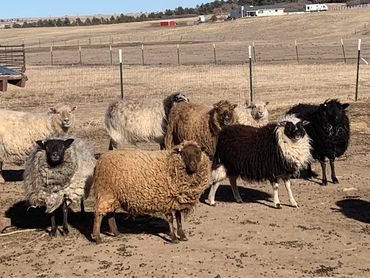 Some of our bred ewes- February 2021