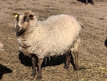Violet- Shetland ewe- February 2021