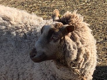 Violet- Shetland ewe- February 2021