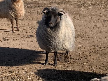 Trixie- Icelandic Ewe- February 2021