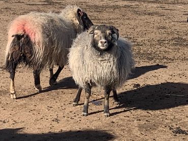 Mimi- Icelandic ewe- February 2021