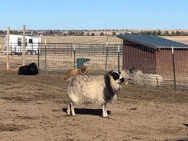 Oreo- Icelandic ewe- February 2021