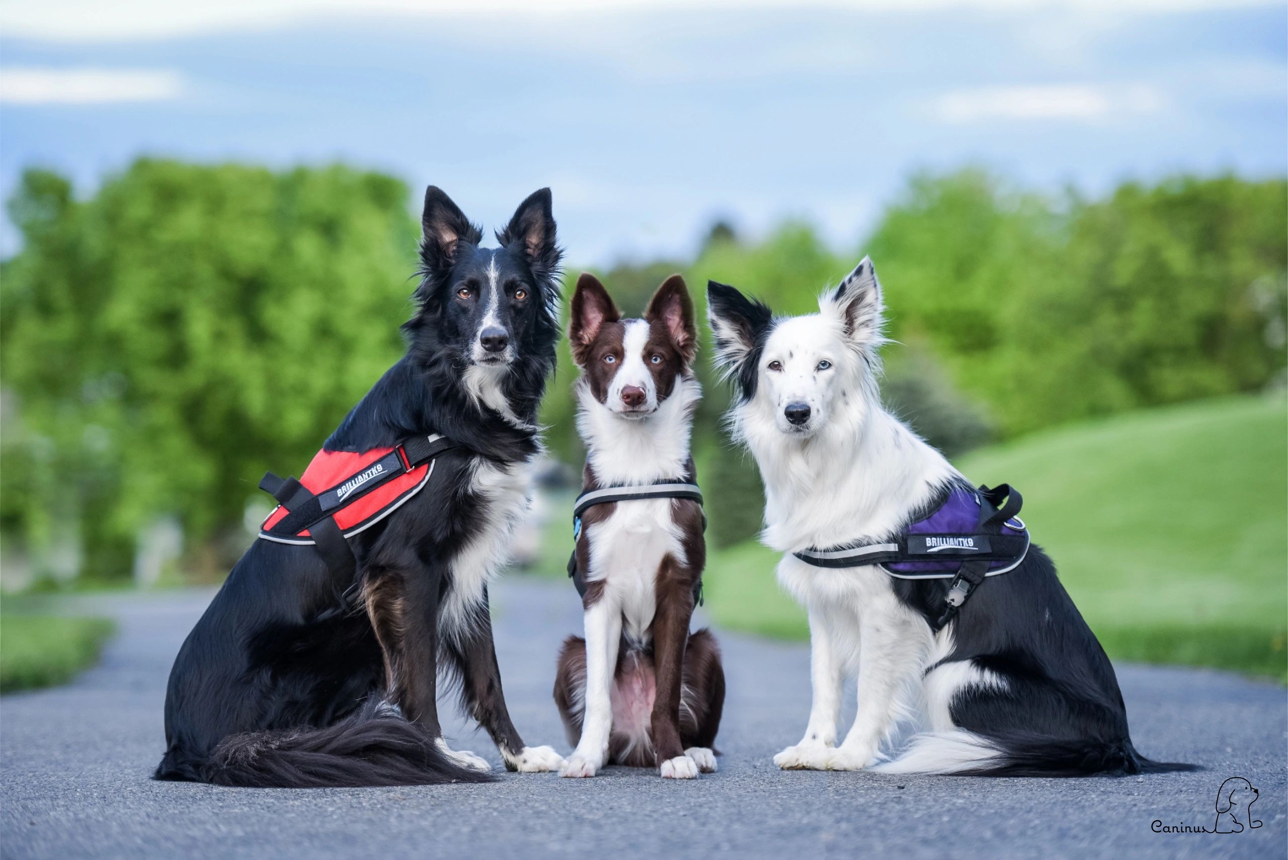 Are Small Dogs More Trainable Than Large Dogs
