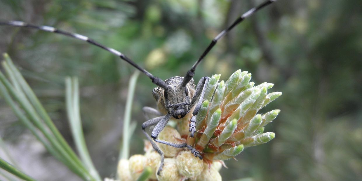 Mountain Pine Beetle