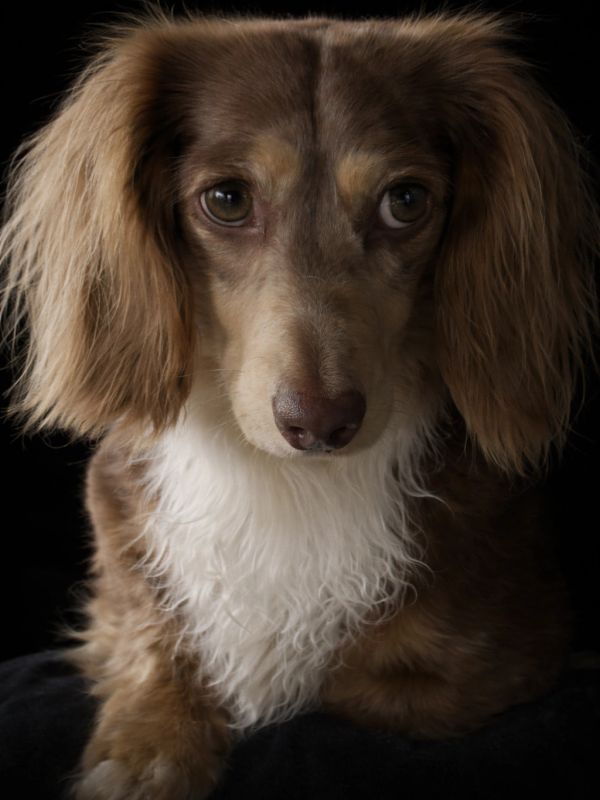 Close-up of a brown and white long-haired dog against a black background.