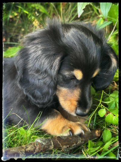 A black and tan puppy playing with a stick in green grass.