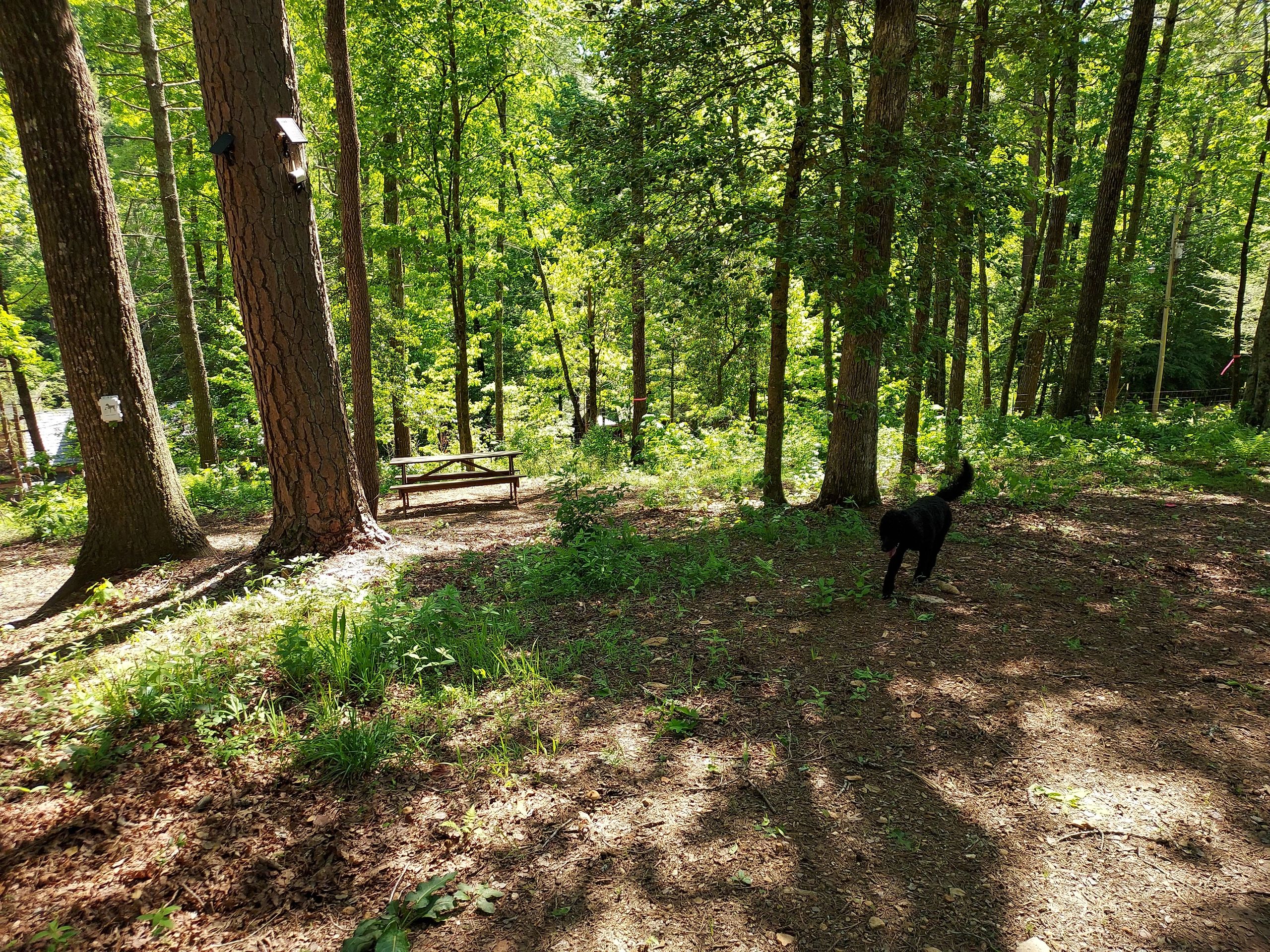 Exploring Blue Ridge: Top Dog-Friendly Activities Near Our Cabins