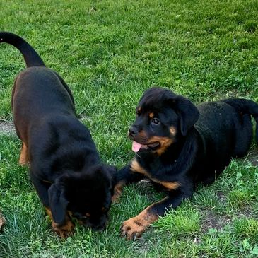 Vom Calvario Rottweilers - German Rottweiler Puppies, Rottweiler ...