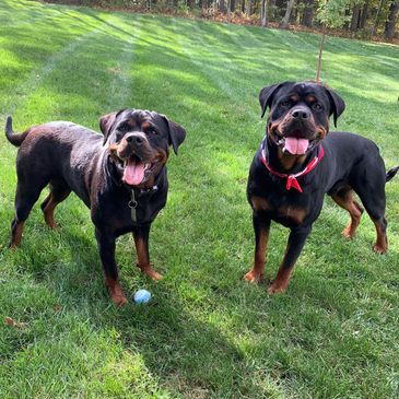 Vom Calvario Rottweilers - German Rottweiler Puppies, Rottweiler ...