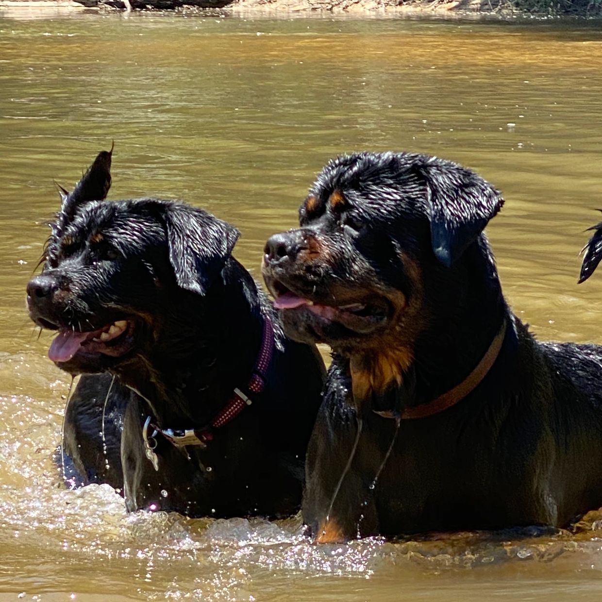 German Rottweilers