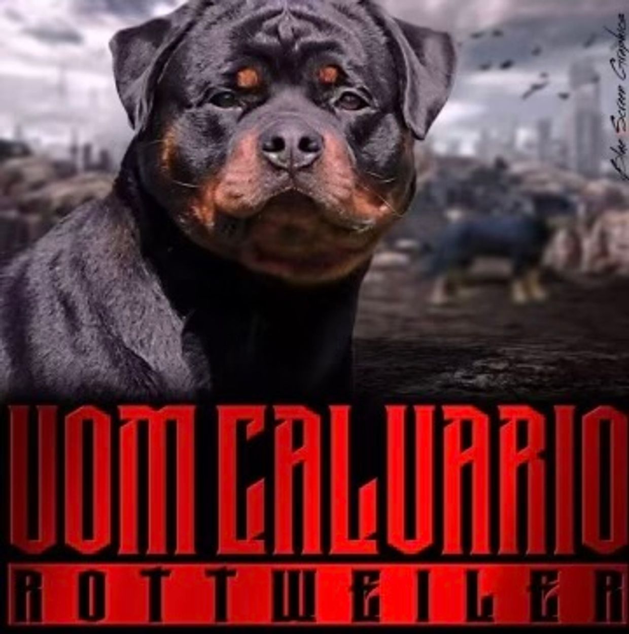 Von calvario rottweilers