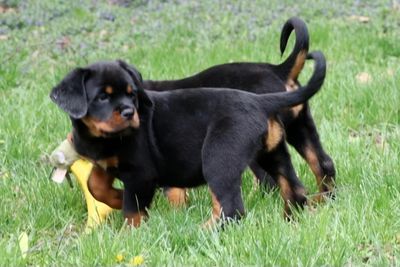 Female puppies 