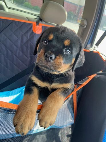 Rottweiler puppy