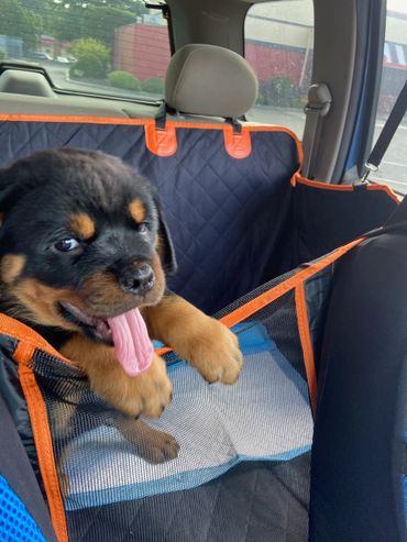 Rottweiler Puppies For Sale