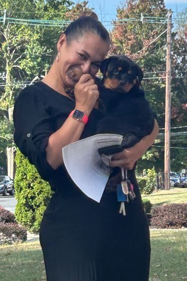 Rottweiler Puppies For Sale