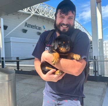 Rottweiler Puppies For Sale