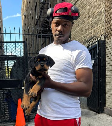 Rottweiler Puppies For Sale