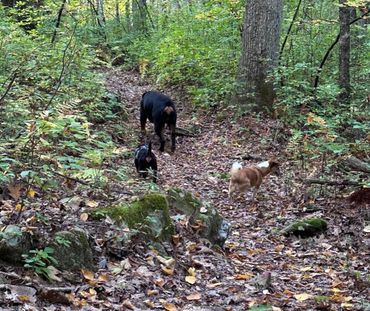 Rottweiler Puppies For Sale
