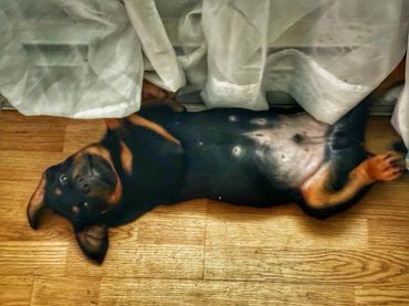 Rottweiler Puppies For Sale