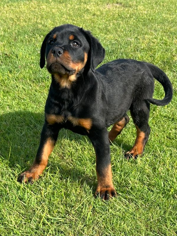 German Rottweiler female puppy