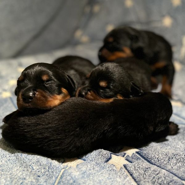 Baby Rottweiler puppies 