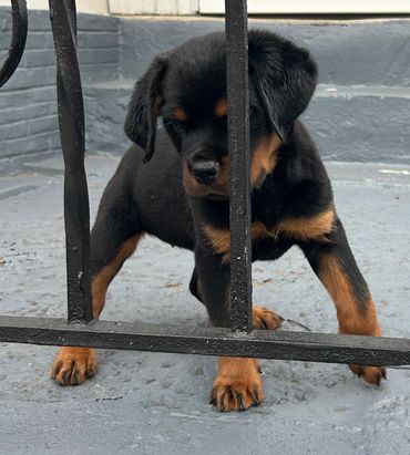 Female Rottweiler 