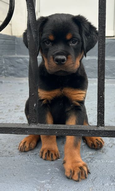 Female German Rottweiler 