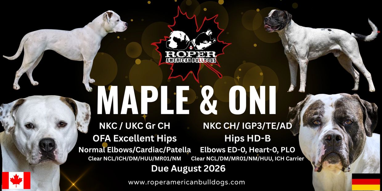 Promotional image for Roper American Bulldogs featuring Maple and Oni with health and championship details.
