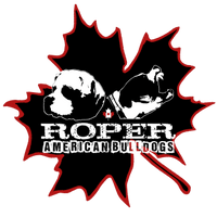 Roper American Bulldogs