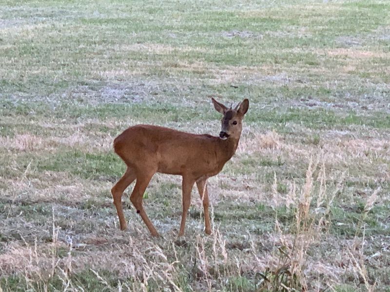 A young fawn enjoying the Claygate countryside