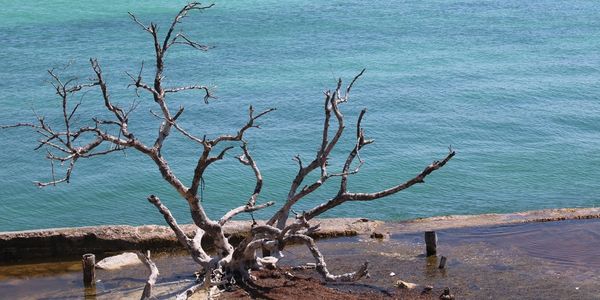 Dead tree on the water -Taken by Tanya Blehm