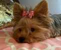 Yorkie Pawfection in central California