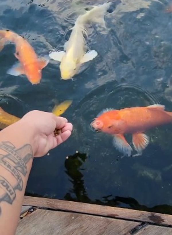Person feeding colorful koi fish in a pond near a wooden deck.