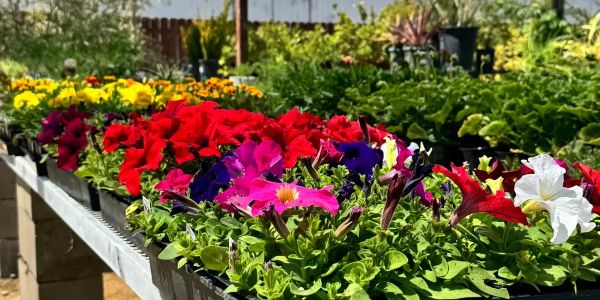 Colorful flowers in pots on display outside.