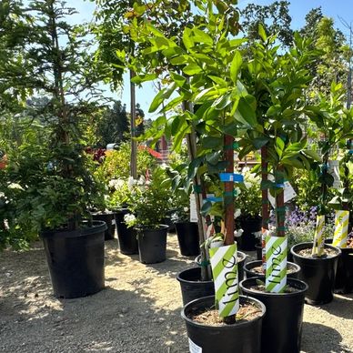 Potted plants in a nursery on a sunny day.
