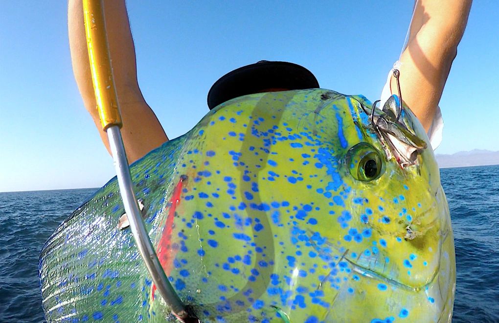 best quality fishing reel The 4 Best Fishing Reels of 2026