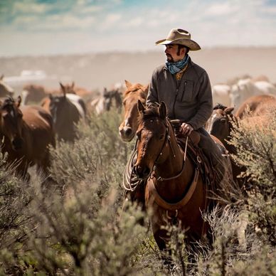 A cowboy riding a horse among a herd of horses.